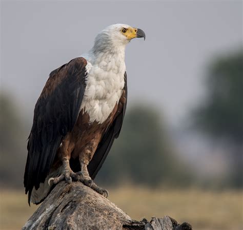 African fish eagle .